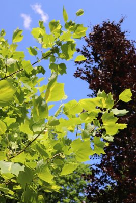 Liriodendron tulipifera 'Mediopictum' - liliovník tulipánokvětý - listy léto